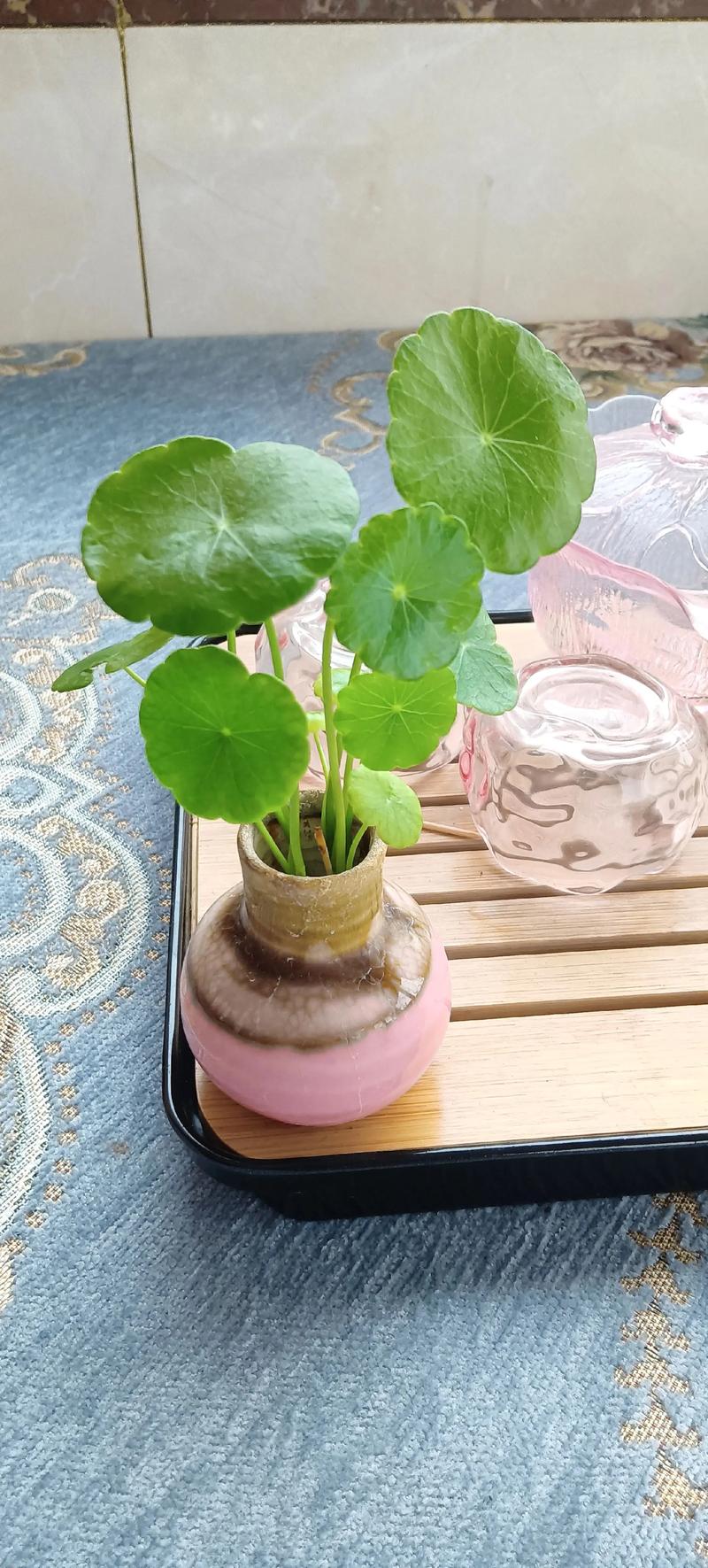 铜钱草水培需加泥吗？-第3张图片-吾爱花网