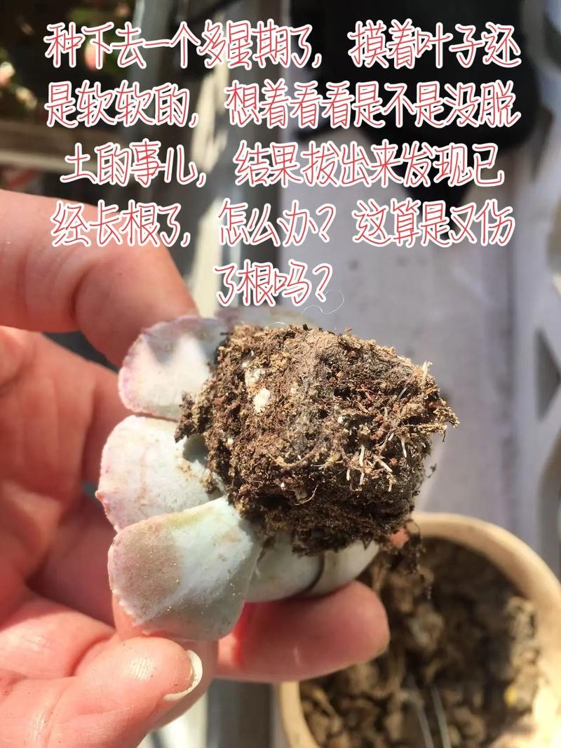 多肉木质根系如何促生根？-第2张图片-吾爱花网