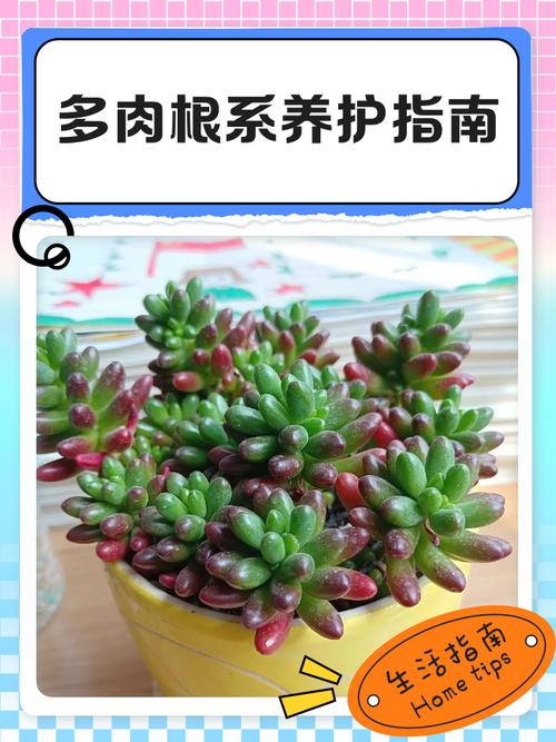 多肉木质根系如何促生根？-第3张图片-吾爱花网