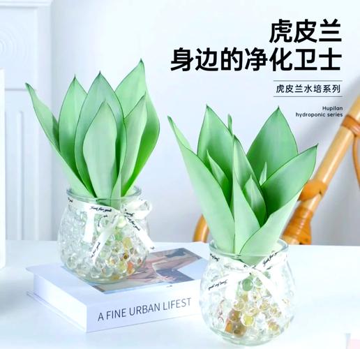 虎皮兰水培发芽该不该留？-第2张图片-吾爱花网