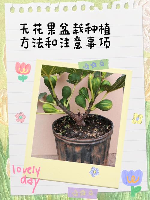 盆栽无花果怎么养才结果？-第1张图片-吾爱花网