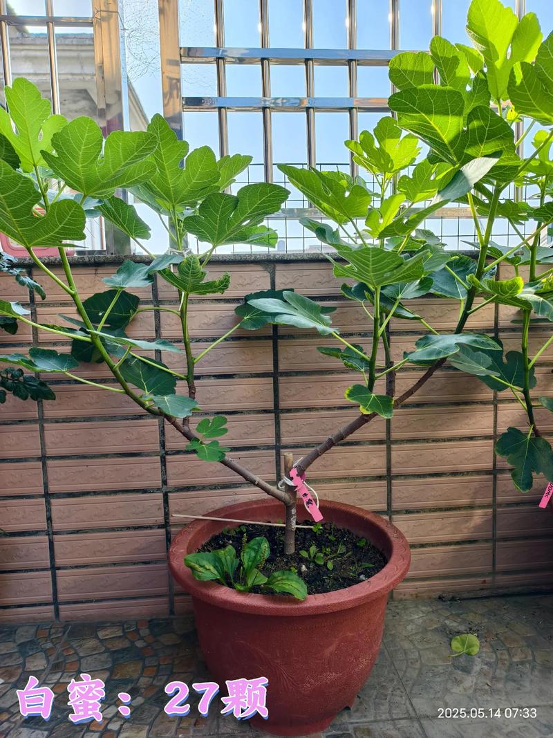 盆栽无花果怎么养才结果？-第2张图片-吾爱花网