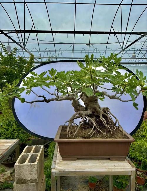 盆栽无花果怎么养才结果？-第3张图片-吾爱花网
