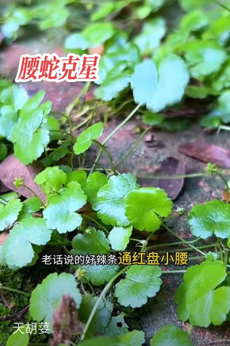 天胡荽水培可行吗？-第1张图片-吾爱花网