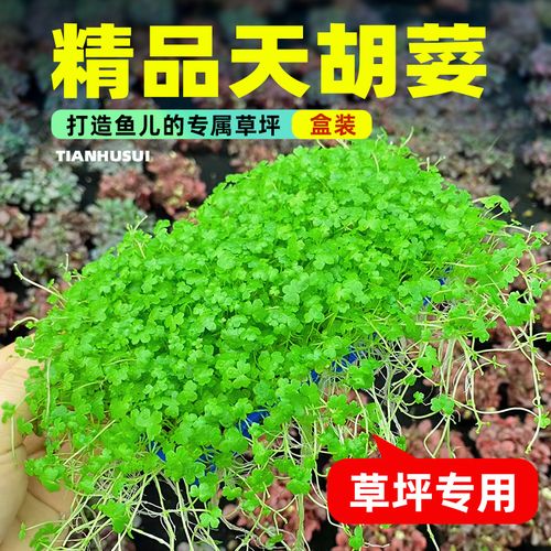 天胡荽水培可行吗？-第3张图片-吾爱花网