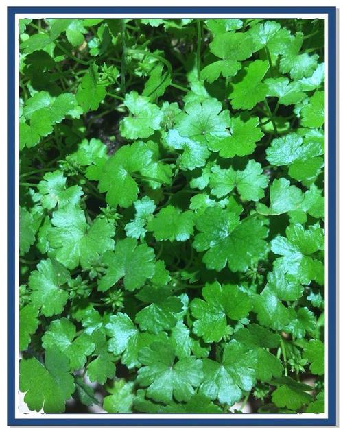 天胡荽水培可行吗？-第2张图片-吾爱花网