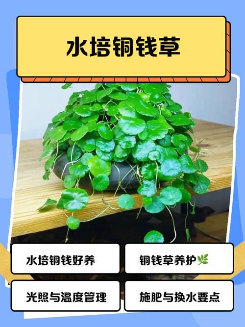 铜钱草无根怎么水培？能活吗？-第2张图片-吾爱花网