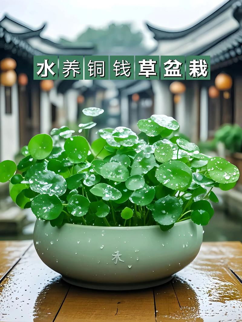 铜钱草无根怎么水培？能活吗？-第3张图片-吾爱花网