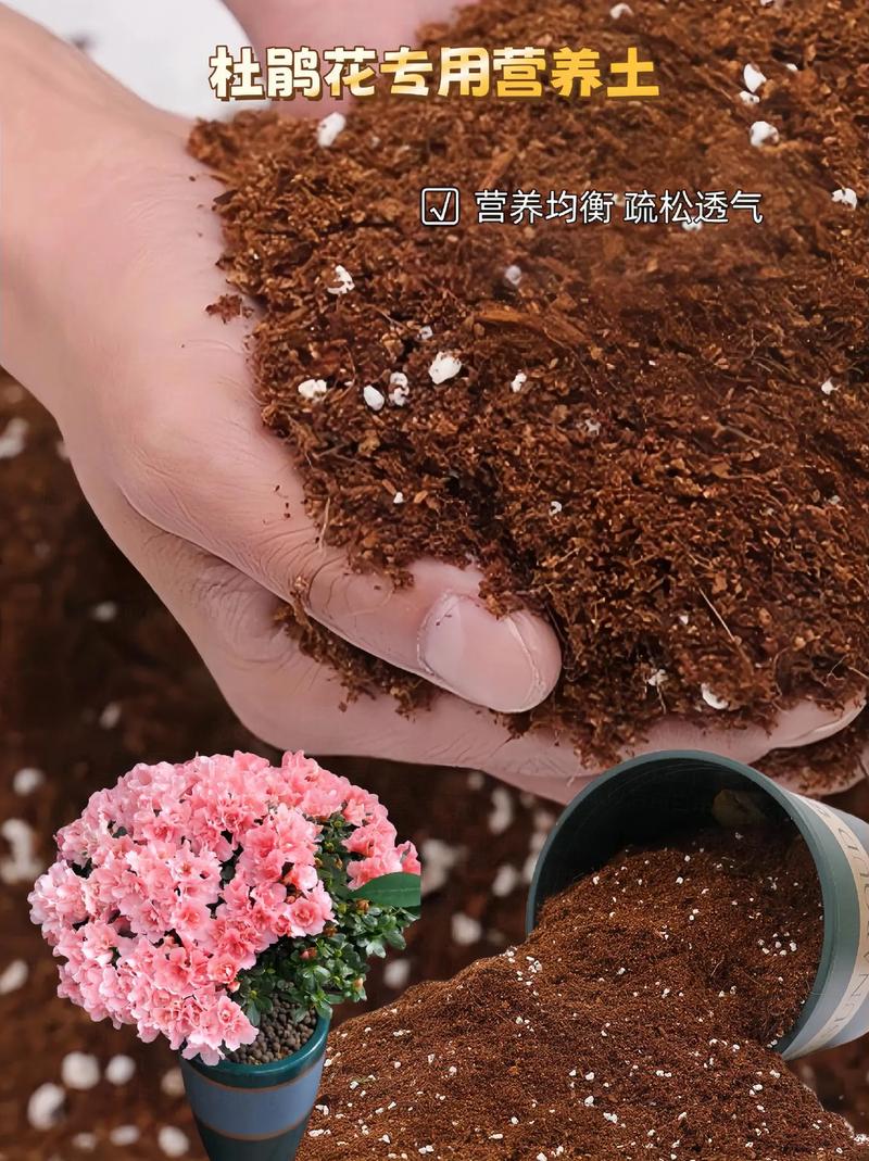 盆栽长期用土哪种最好？-第3张图片-吾爱花网