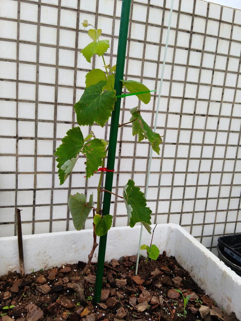 新栽盆栽葡萄如何养护管理？-第1张图片-吾爱花网