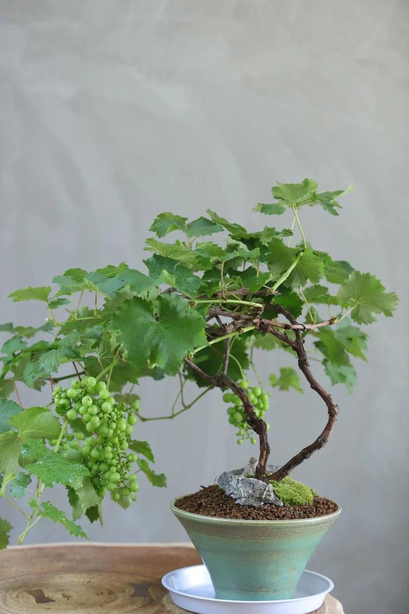 新栽盆栽葡萄如何养护管理？-第2张图片-吾爱花网