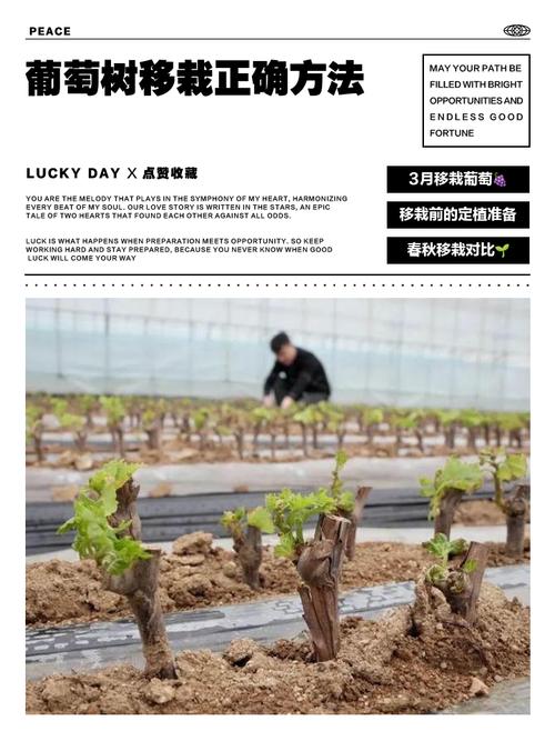 新栽盆栽葡萄如何养护管理？-第3张图片-吾爱花网