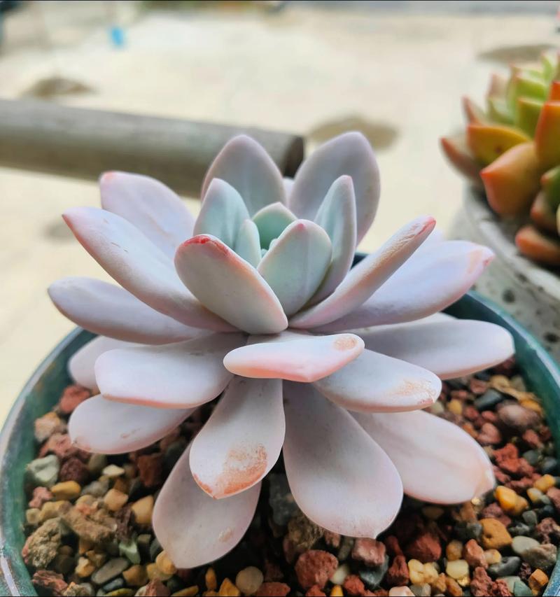 多肉雪莲品种有哪些?-第2张图片-吾爱花网 多肉雪莲品种有哪些?-第2张图片-吾爱花网