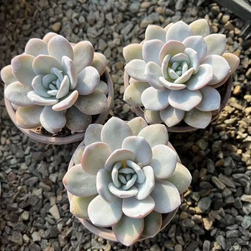 多肉雪莲品种有哪些?-第1张图片-吾爱花网 多肉雪莲品种有哪些?-第1张图片-吾爱花网