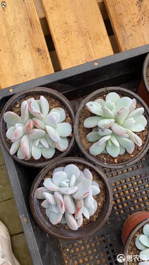 多肉雪莲品种有哪些?-第3张图片-吾爱花网 多肉雪莲品种有哪些?-第3张图片-吾爱花网