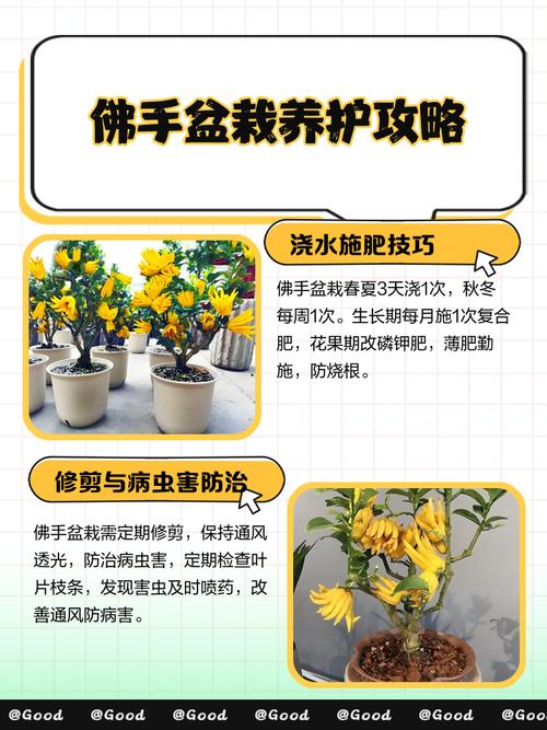 佛手盆栽养护有哪些关键注意事项？-第1张图片-吾爱花网