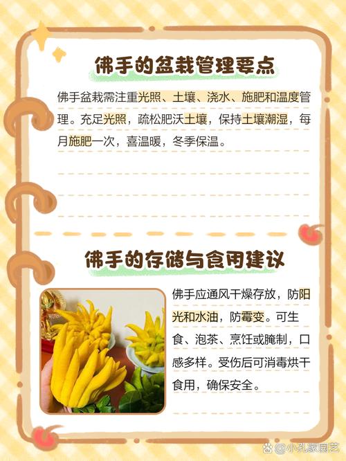 佛手盆栽养护有哪些关键注意事项？-第2张图片-吾爱花网