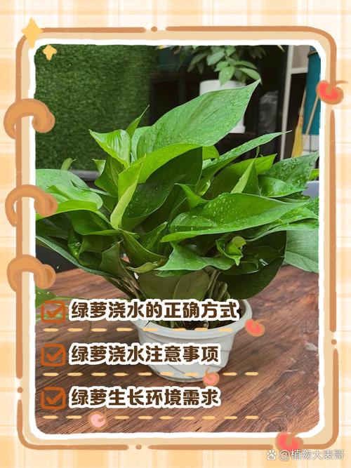 夏天绿萝枝条能水培吗？-第1张图片-吾爱花网