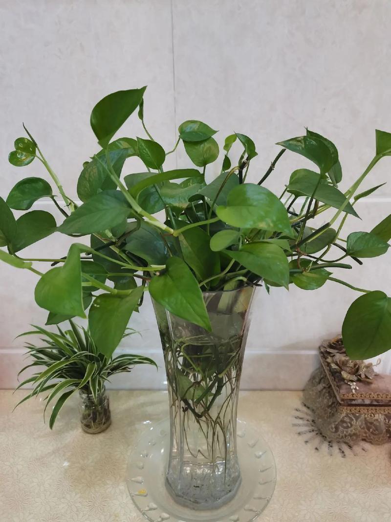 夏天绿萝枝条能水培吗？-第2张图片-吾爱花网