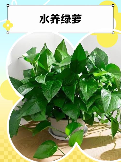 夏天绿萝枝条能水培吗？-第3张图片-吾爱花网