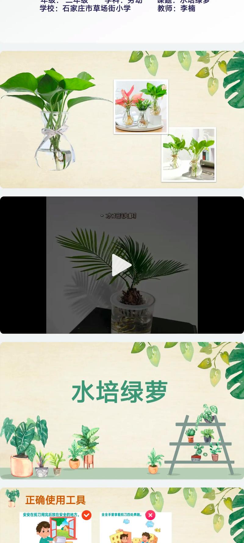 水培绿萝最简单方法是啥？-第1张图片-吾爱花网