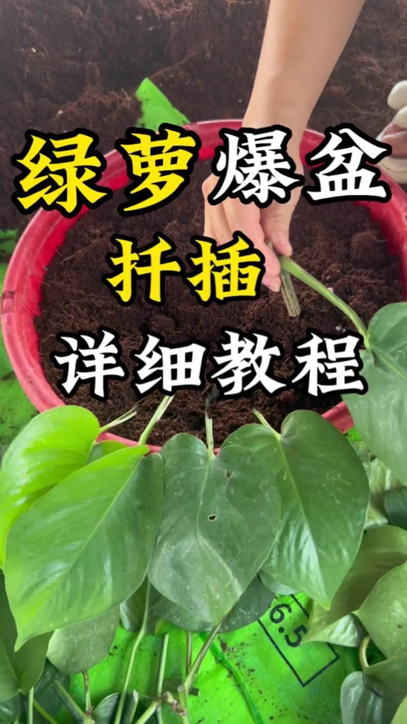 水培绿萝最简单方法是啥？-第2张图片-吾爱花网