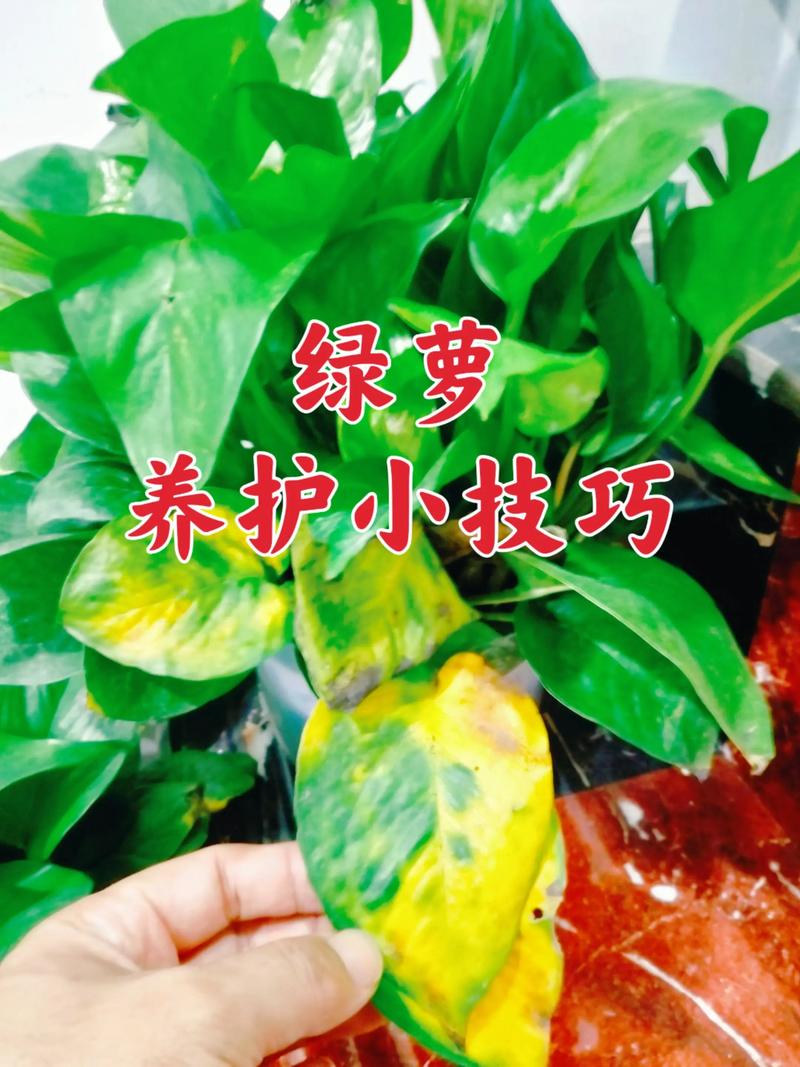 水培绿萝最简单方法是啥？-第3张图片-吾爱花网