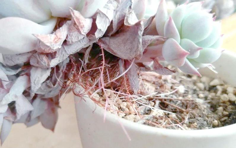 多肉叶片变软是缺水还是生病了?-第1张图片-吾爱花网 多肉叶片变软是缺水还是生病了?-第1张图片-吾爱花网