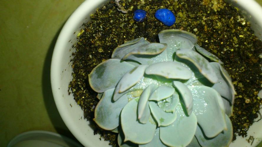 多肉叶片变软是缺水还是生病了?-第2张图片-吾爱花网 多肉叶片变软是缺水还是生病了?-第2张图片-吾爱花网