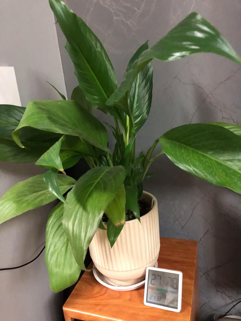 秋天室内盆栽，选哪些花合适？-第2张图片-吾爱花网