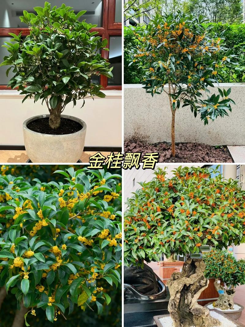 秋天室内盆栽，选哪些花合适？-第3张图片-吾爱花网