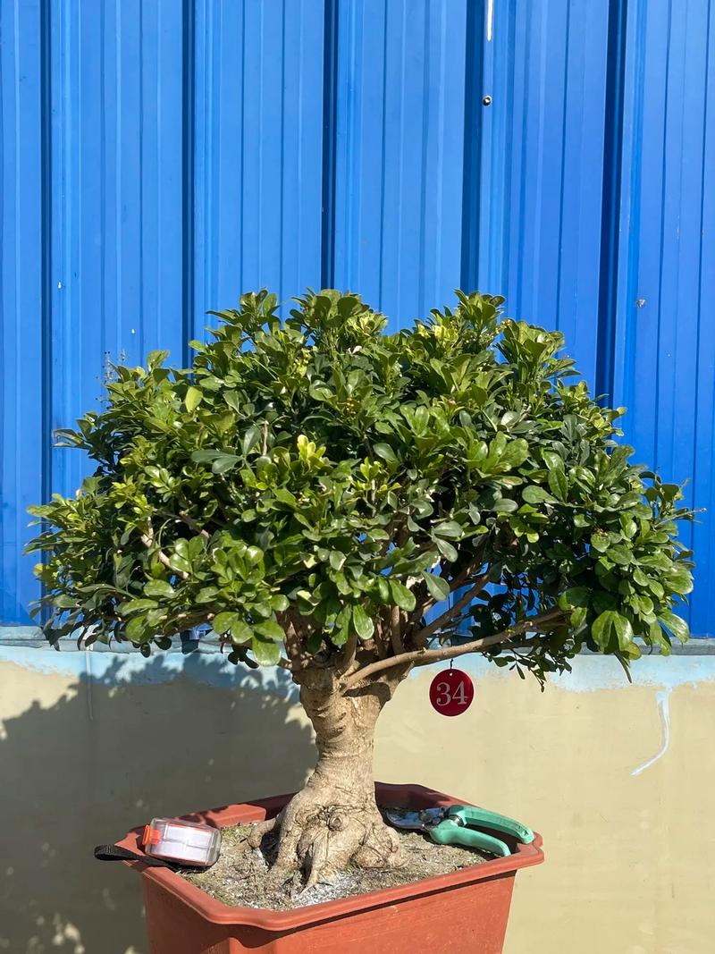 米兰盆栽施什么肥最合适？-第3张图片-吾爱花网