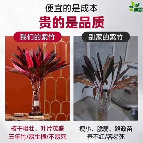 水培紫竹为何总养不活？-第2张图片-吾爱花网
