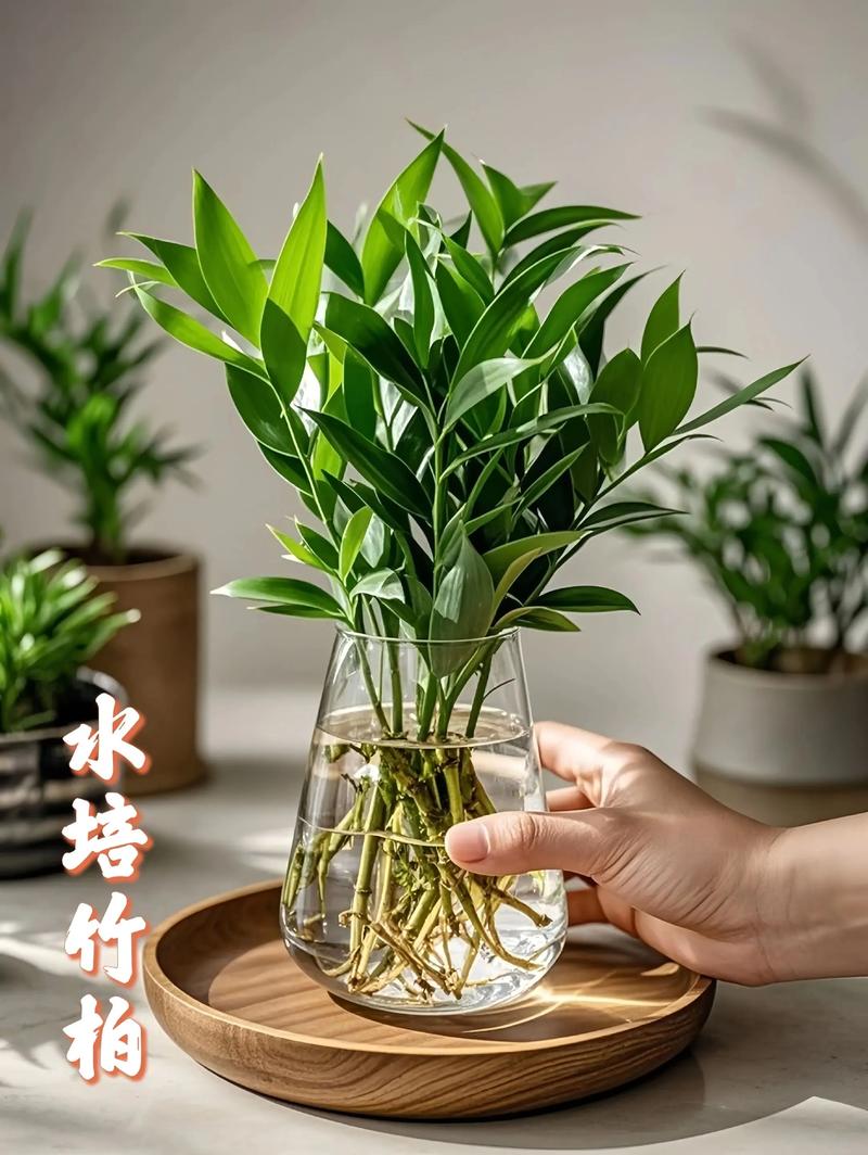 水培植物的水该加多少合适？-第2张图片-吾爱花网