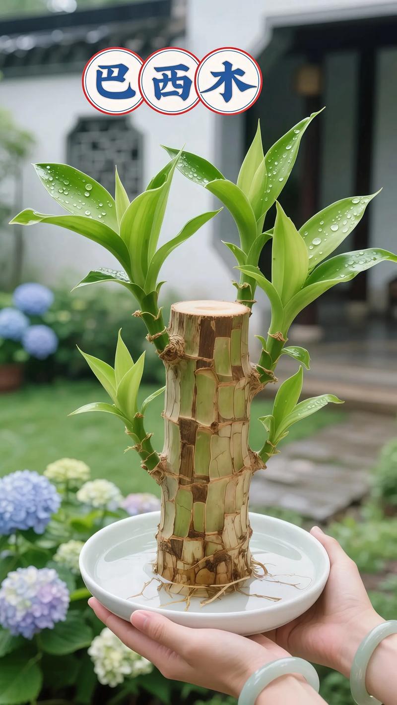 水培植物的水该加多少合适?-第3张图片-吾爱花网 水培植物的水该加多少合适?-第3张图片-吾爱花网