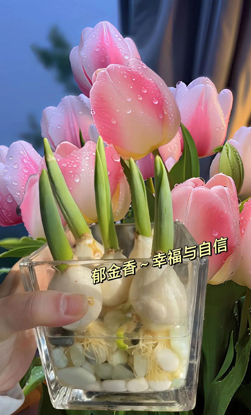 水培郁金香寓意什么?-第1张图片-吾爱花网 水培郁金香寓意什么?-第1张图片-吾爱花网