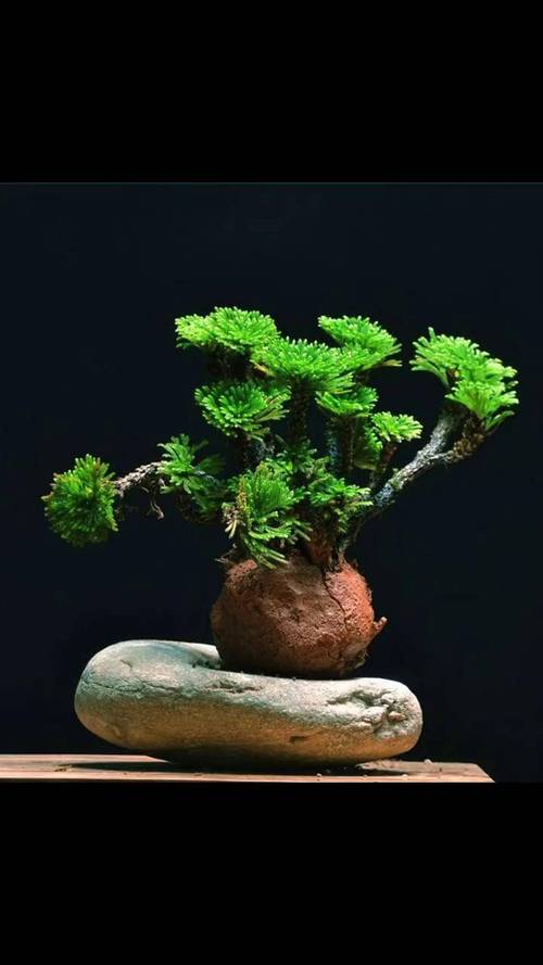 盆栽卷柏盆底为何必须留漏水孔？-第1张图片-吾爱花网