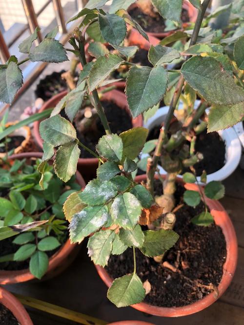 盆栽玫瑰叶子现黑点咋办?-第1张图片-吾爱花网 盆栽玫瑰叶子现黑点咋办?-第1张图片-吾爱花网