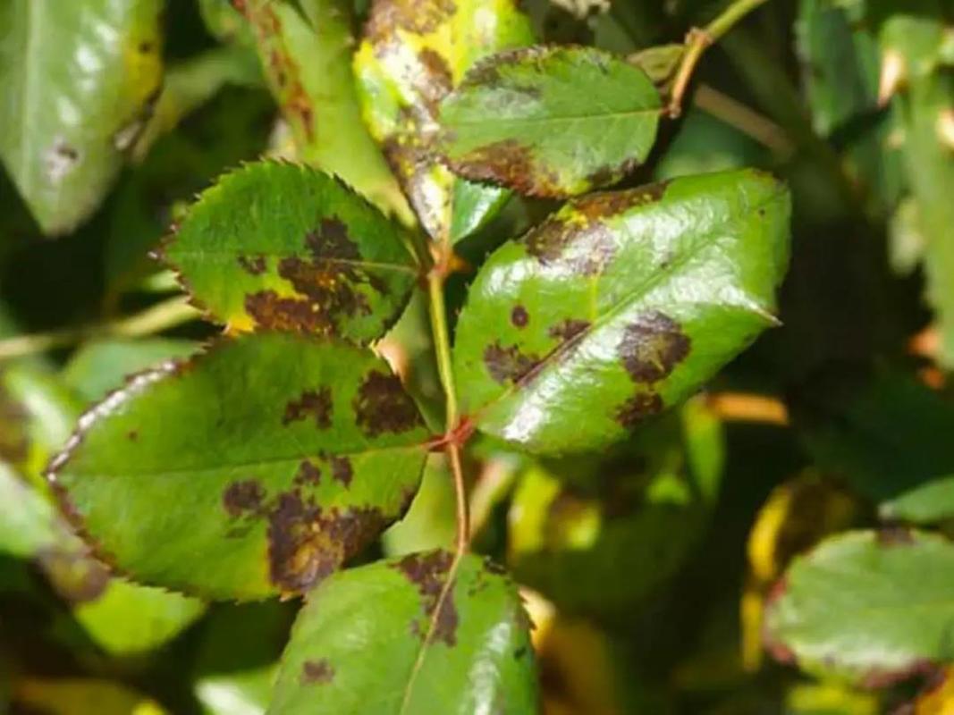 盆栽玫瑰叶子现黑点咋办?-第2张图片-吾爱花网 盆栽玫瑰叶子现黑点咋办?-第2张图片-吾爱花网