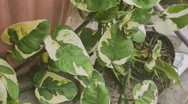 盆栽玫瑰叶子现黑点咋办？-第3张图片-吾爱花网