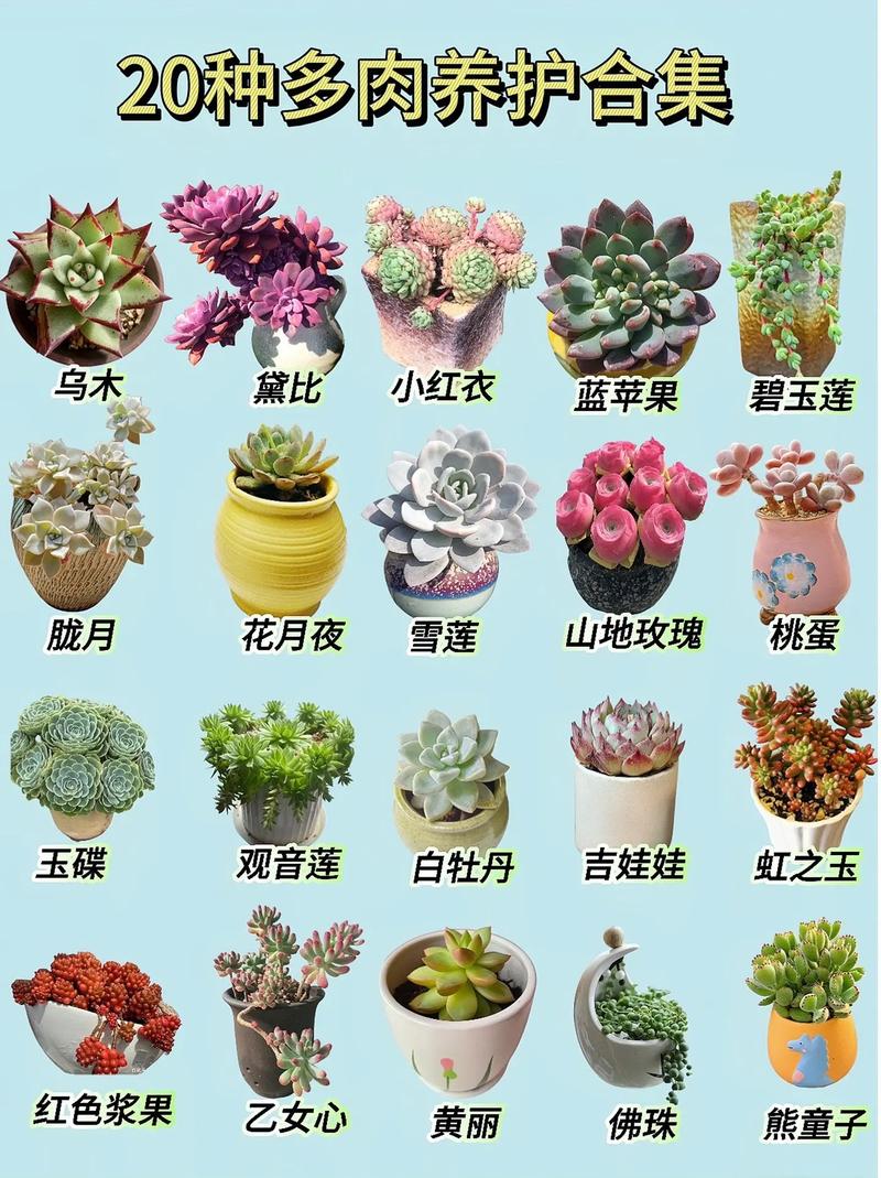 哪些多肉品种最旺风水？-第1张图片-吾爱花网