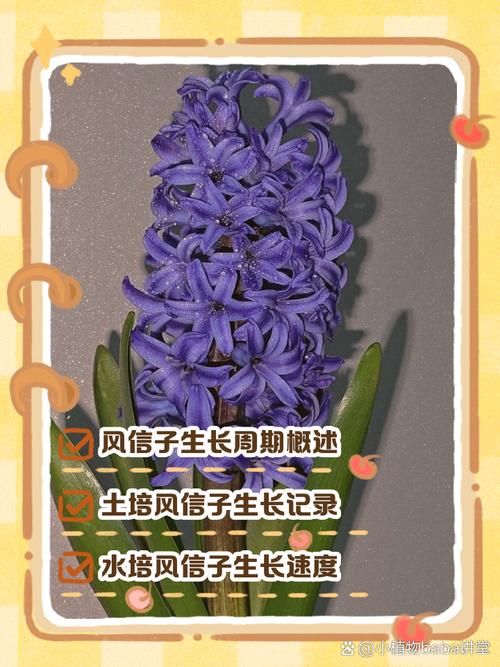 水培风信子怎么种？步骤是什么？-第2张图片-吾爱花网