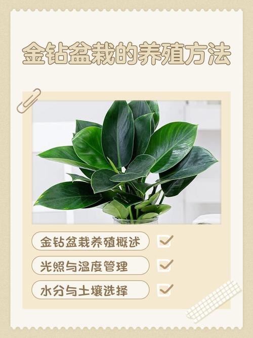 外面买的盆栽如何养活？-第1张图片-吾爱花网