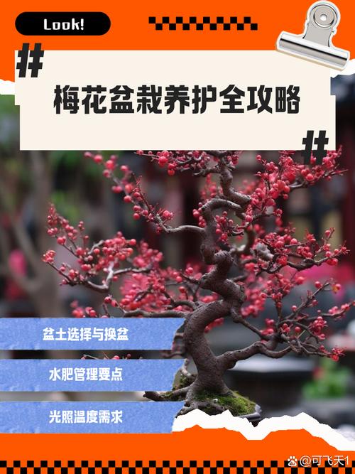 大型梅花盆栽浇水怎么掌握？-第1张图片-吾爱花网