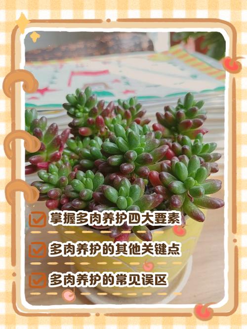 多肉长多大时摘心最合适?-第1张图片-吾爱花网 多肉长多大时摘心最合适?-第1张图片-吾爱花网