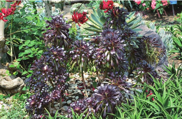 黑法师水培后如何正确上盆？-第2张图片-吾爱花网