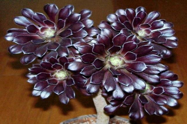 黑法师水培后如何正确上盆？-第3张图片-吾爱花网