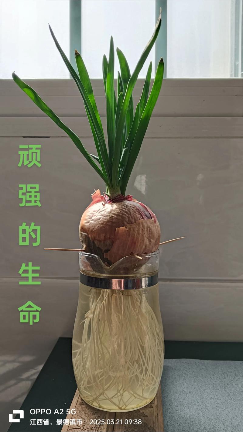 洋葱盆栽放房间怎么种？-第1张图片-吾爱花网