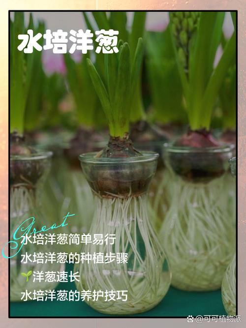 洋葱盆栽放房间怎么种？-第2张图片-吾爱花网