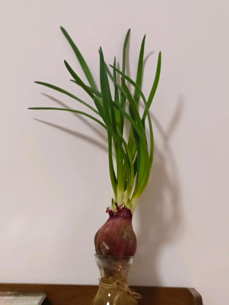 洋葱盆栽放房间怎么种？-第3张图片-吾爱花网